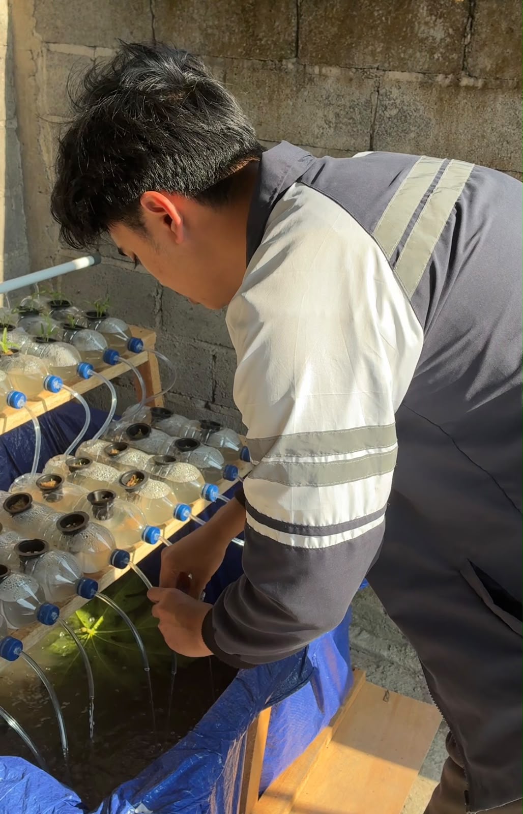 Pemantauan bibit lele dan bibit tanaman pada program Aquaponik